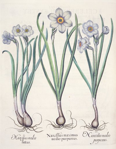 Narcissus: 1. Narcissus den største blandt de lilla; 2. Narcissus i midten; 3. Narcissus purpureus, fra Hortus Eystettensis af Basil Besler (1561-1629), pub. 1613 af German School