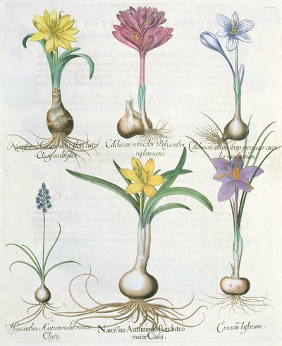 Narcisser, krokus og hyacint: 1. Narcissus autumnalis; 2.Hyacinthus autumnalis; 3. Crocum biflorum; 4.Colchium album; 5. Colchium versicolor; 6. Narcissus autumnalis, fra Hortus Eystettensis af Ba af German School
