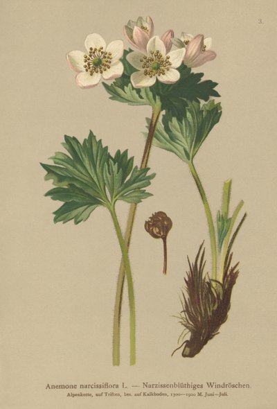 Narcissus-blomstrende Anemone (Anemone narcissiflora) af German School