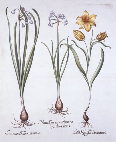 Narcissus, Tulip og Summer Snowflake, fra Hortus Eystettensis, af Basil Besler (1561-1629), pub. 1613 (håndfarvet gravering) af German School