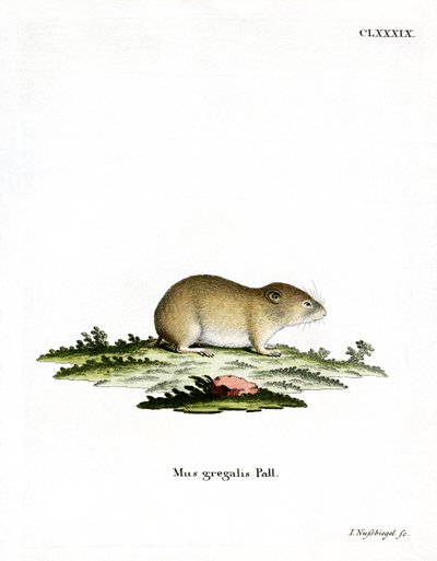 Smalhovedet Vole (farvet gravering) af German School