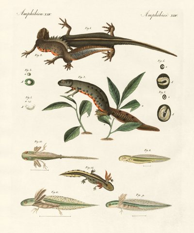 Havsalamanders naturhistorie (farvet gravering) af German School