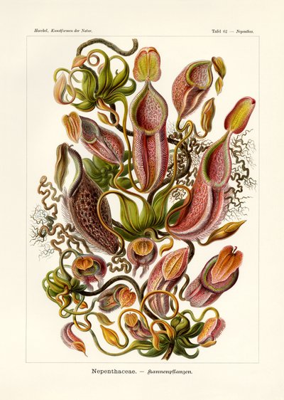 Nepenthaceae, 1899-1904 af German School