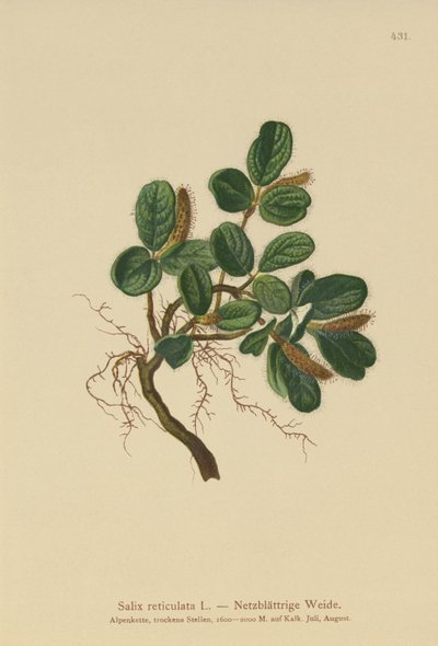 Netbladet pil (Salix reticulata) af German School