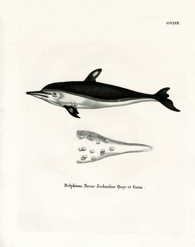 New Zealand Dolphin (farvet indgravering) af German School