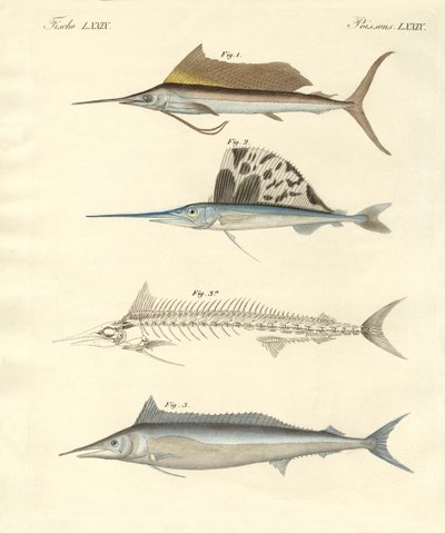 Ny makrellignende fisk (farvet indgravering) af German School