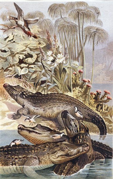 Nilkrokodille, tallerken fra "Brehms Tierleben: Allgemeine Kunde des Tierreichs", bind 7, s.504, udgivet af Bibliographisches Institut af German School