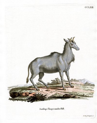 Nilgai (farvet gravering) af German School