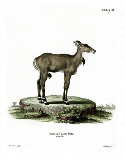 Nilgai (farvet gravering) af German School