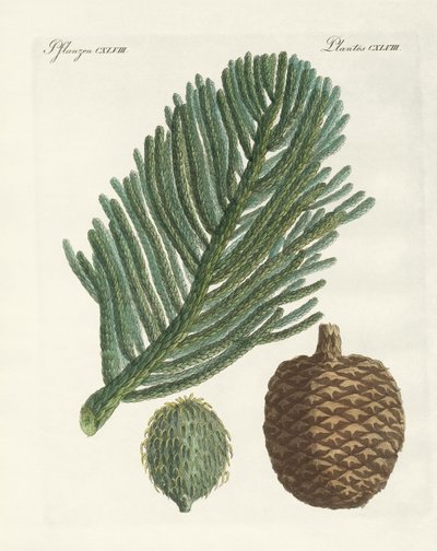 Norfolk Island Pine (farvet gravering) af German School