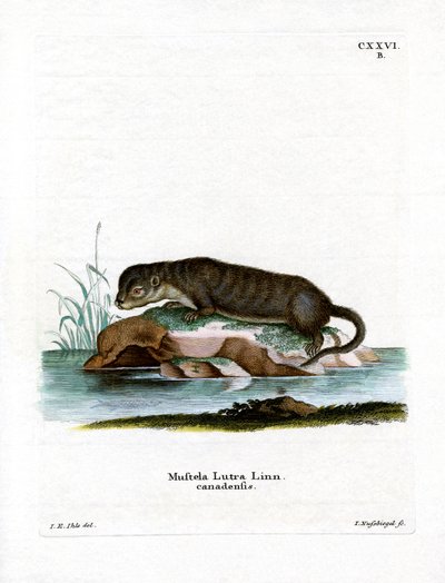 North American Otter (farvet gravering) af German School