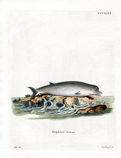Northern Bottlenose Whale (farvet indgravering) af German School