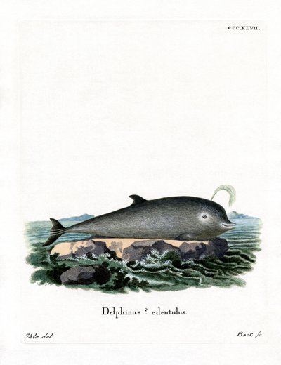 Northern Bottlenose Whale (farvet indgravering) af German School