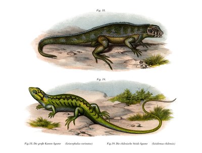 Northern Curly-tailed Lizard (farve litho) af German School