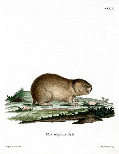 Northern Mole Vole (farvet indgravering) af German School