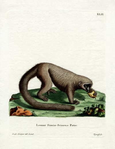 Northern Olingo (farvet gravering) af German School