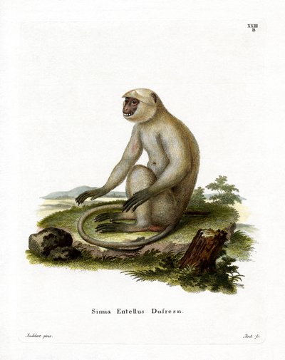 Northern Plains Grey Langur (farvet gravering) af German School