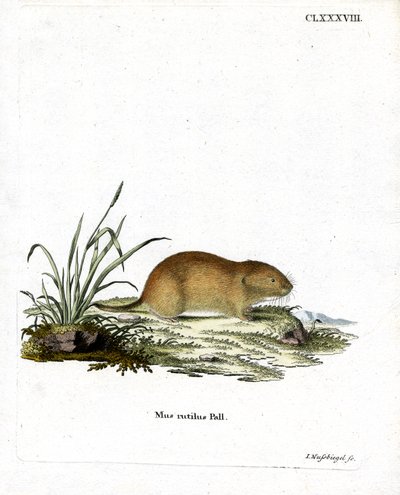 Northern Red-backed Vole (farvet indgravering) af German School