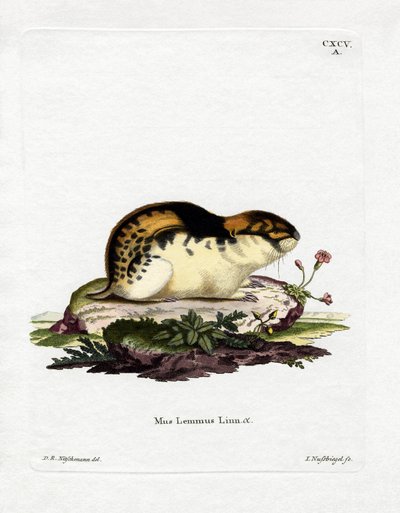 Norway Lemming (farvet gravering) af German School