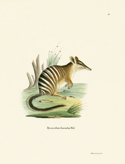 Numbat (farvet gravering) af German School
