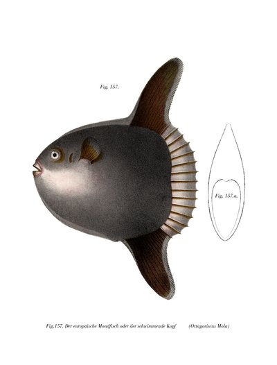 Ocean Sunfish (farve litho) af German School