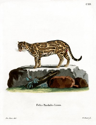 Ocelot (farvet gravering) af German School