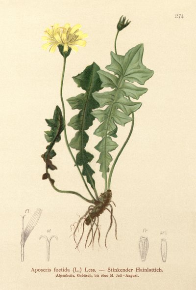 Salat af lugtende svin (Aposeris foetida) af German School