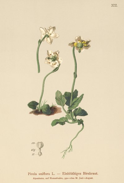 Enblomstret vintergrønt (Pirola uniflora, Pyrola uniflora, Moneseses uniflora, Monesis uniflora) af German School