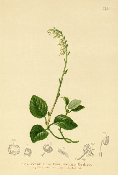 Ensidig vintergrøn (Pirola secunda, Pyrola secunda, Orthilia secunda, Ramischia elatior, Ramischia secunda) af German School