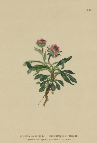 Oneflower Fleabane (Erigeron uniflorus) af German School