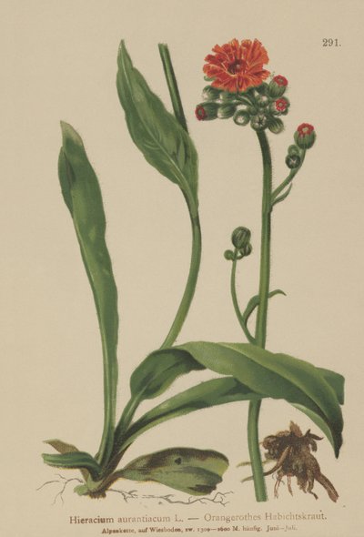 Orange Hawkweed (Hieracium aurantiacum, Hieracium brunneocroceum, Pilosella aurantiaca) af German School