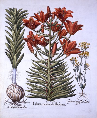 Orange Lily with Bulbils and Bulbs, Late-Blooming Blackstoria, fra Hortus Eystettensis, af Basil Besler (1561-1629), pub. 1613 (håndfarvet gravering) af German School