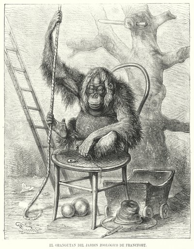 Orangutang i Frankfurt Zoo, Tyskland (litho) af German School