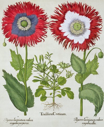 Ornamental Poppies, fra Hortus Eystettensis af Basil Besler (1561-1629), pub. 1613 af German School