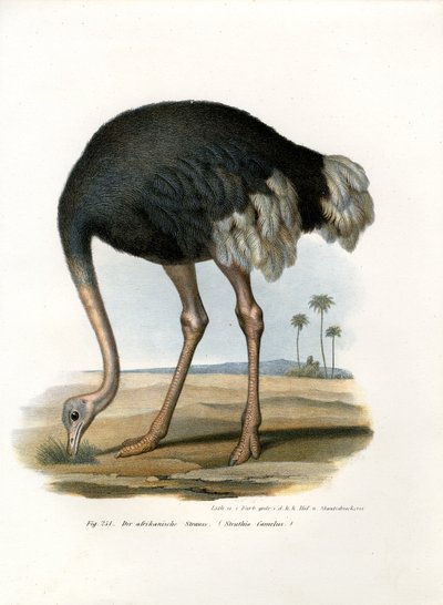 Struds, 1864 af German School