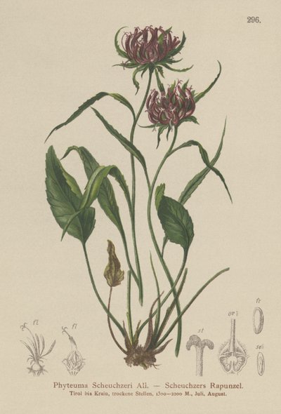Oxford Rampion (Phyteuma Scheuchzeri) af German School