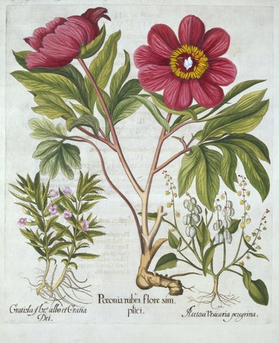 Paeony, Hedge Isop and Sheeps Sorrel, fra Hortus Eystettensis, af Basil Besler (1561-1629), pub. 1613 (håndkoloreret gravering) af German School