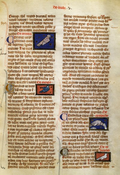 Side fra De Natura Rerum om fugle, af Albertus Magnus (ca. 1200-1280) af German School