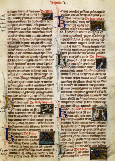 Side fra De Natura Rerum om fugle, af Albertus Magnus (ca. 1200-1280) af German School
