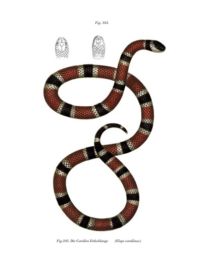 Malet Coral Snake (farve litho) af German School