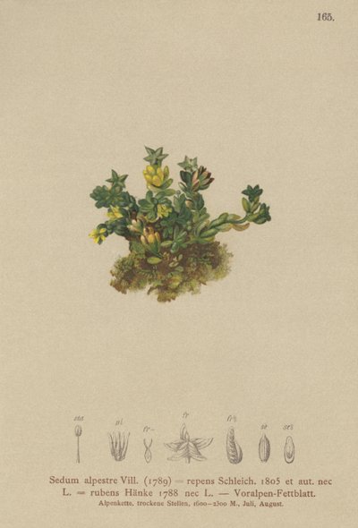 Bleg stenurt (Sedum alpestre, Sedum repens, Sedum rubens) af German School