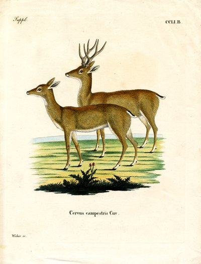 Pampas Deer (farvet gravering) af German School