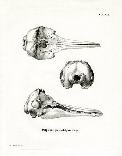 Pantropisk plettet delfinkranie (farvet gravering) af German School