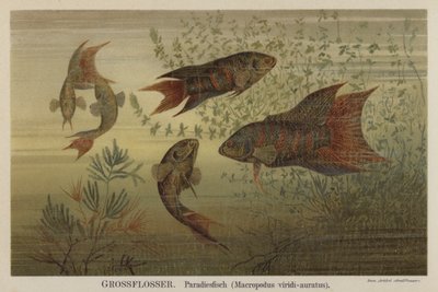 Paradis fisk af German School