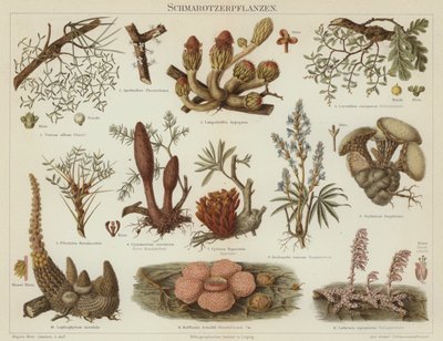 Parasitære planter (farve litho) af German School