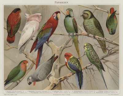 Papegøjer (farve litho) af German School
