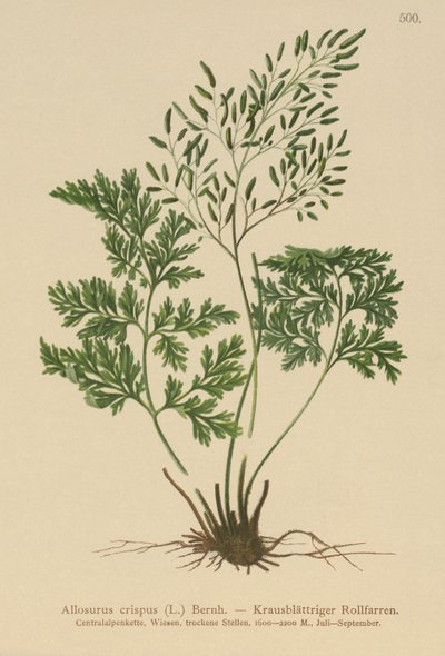 Persille Bregne (Allosurus crispus, Cryptogramma crispa, Osmunda crispa, Allosorus crispus) af German School