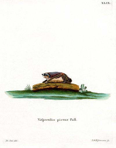 Partifarvet flagermus (farvet gravering) af German School