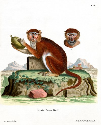 Patas Monkey (farvet gravering) af German School