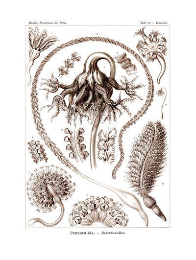 Pennatulida, 1899-1904 af German School